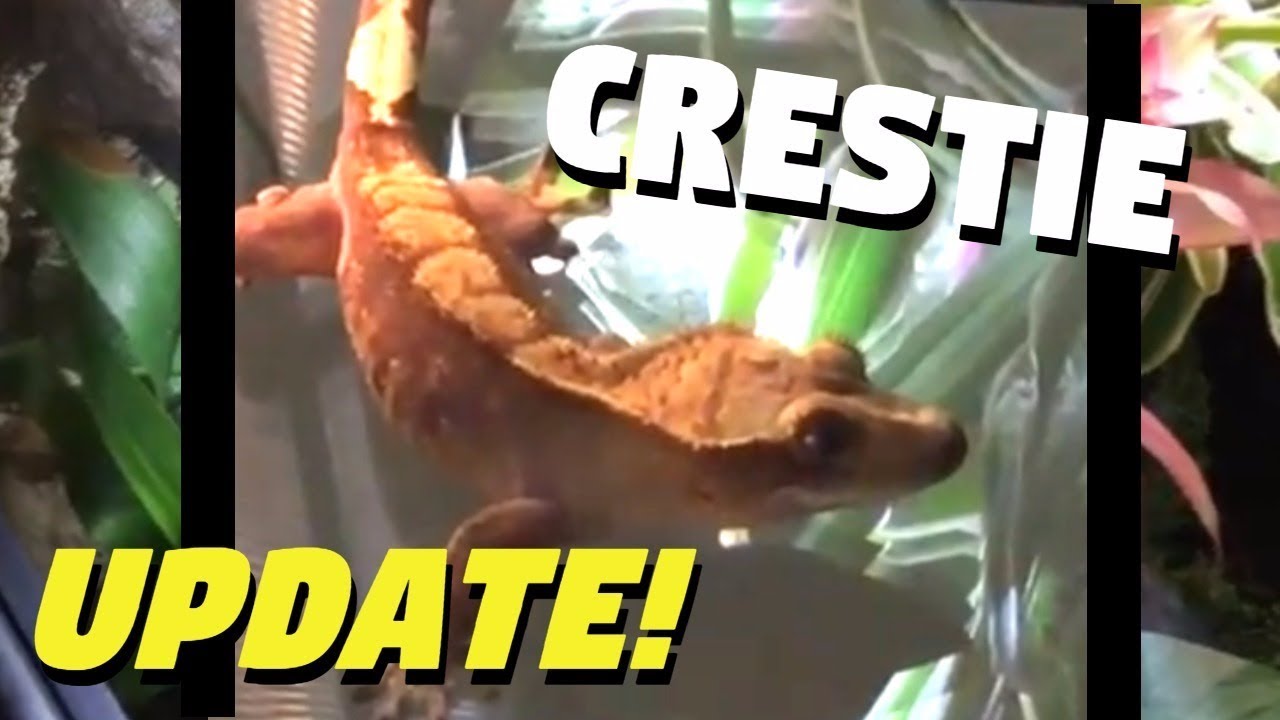 crested gecko vivarium setup for sale Crested Gecko Vivarium Update!