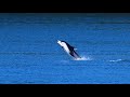 Pacific White-Sided Dolphin leaping out of the water.