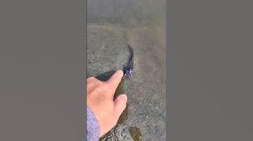 Cá Trê Nè #shorts