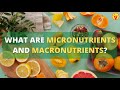 ریزمغذی ها و درشت مغذی ها چیستند 