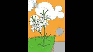 Lys au soleil couchant #art #shorts #flowers #timelapse #drawing #sunset #chill