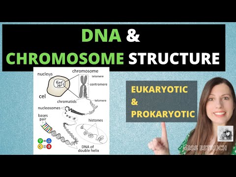 Video: De ce este ADN-ul stocat în cromozomi la eucariote?