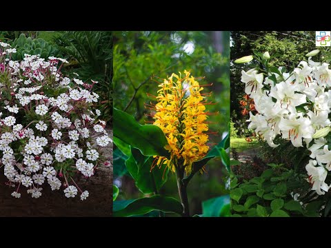 13 Night Blooming Fragrant Flowers With Strong Scent