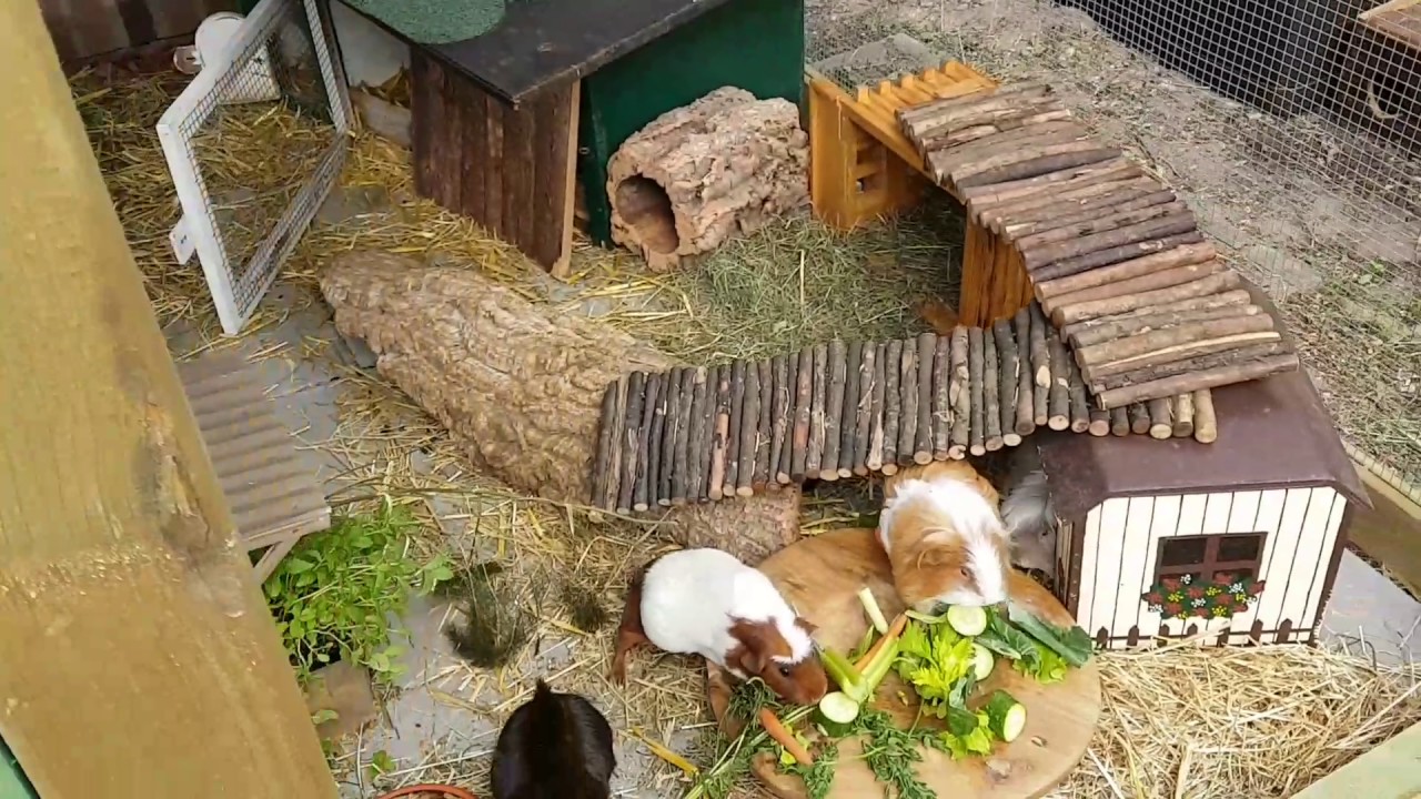 4 Qm Meerschweinchen Aussengehege Youtube