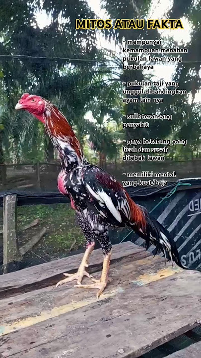 keistimewa bulu ayam bangkok blorok madu