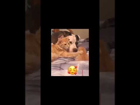 ❤️😹Katzenvideos | Katzenstimme