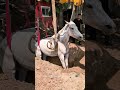 Earth Pressure Therapy:The Unusual Way to Cure a Bloated Horse! #animals