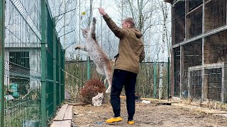 REACTION OF COUGAR TO A GUEST / The most beautiful lynxes