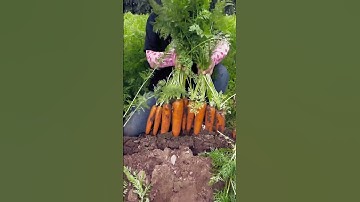 The process of pulling carrots