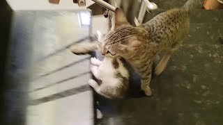 Cat Climbing Up Stairs Carrying Her Kitten In Her Mouth | Cat Finding New Home Inside Home