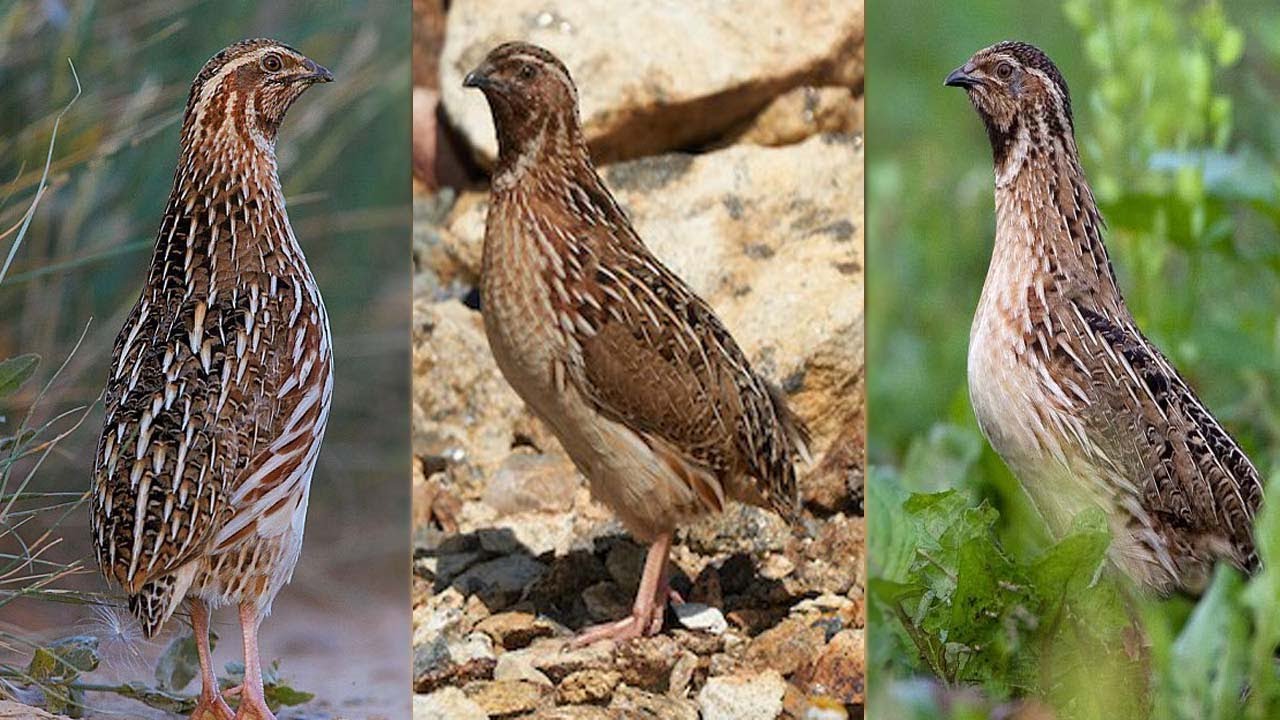 This Video Shows A | Male Common Quail | Making its Distinctive Sounds | HD Video 