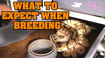 What happens when you breed ball pythons???