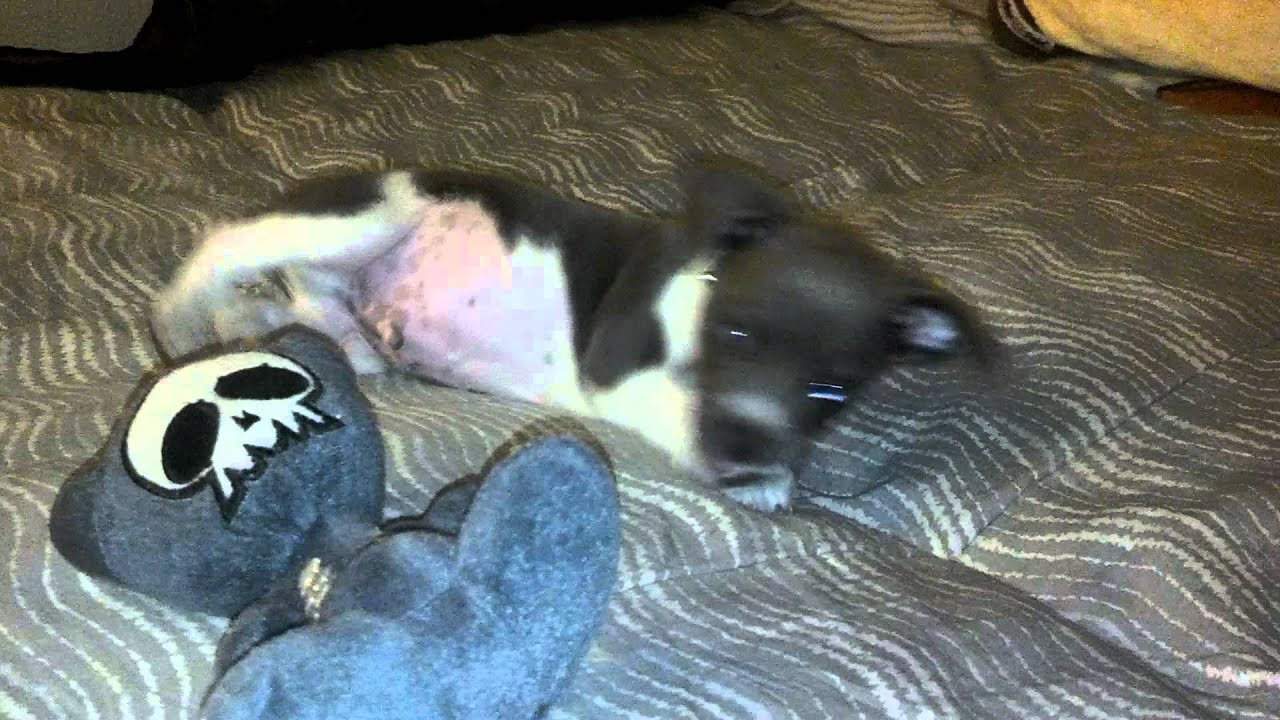 blue nose pitbull mix with chihuahua