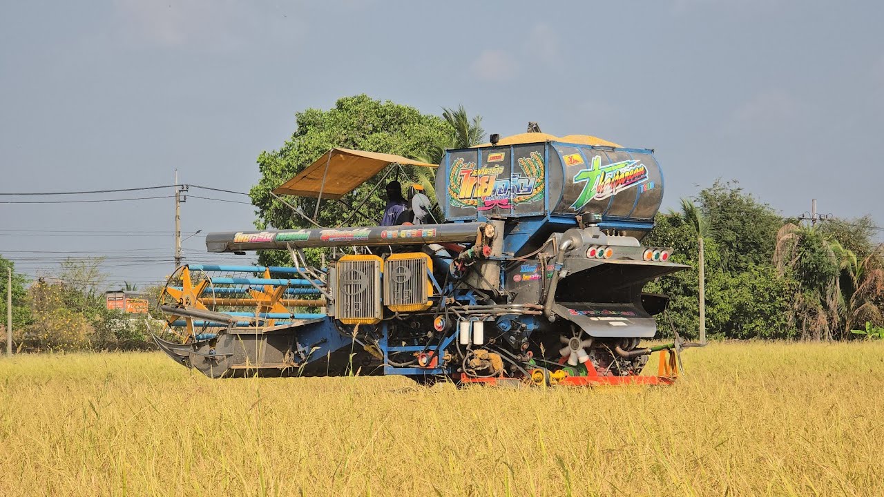 เกี่ยวข้าวนาไทรน้อยเบอร์61ราคาไม่เกิน6500บาทข้าวดีมากข้าวดีดก็เยอะ 8 มีนาคม ค.ศ. 2026