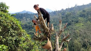 Single mother: growing cassava - harvesting natural fruits to sell - building a new life