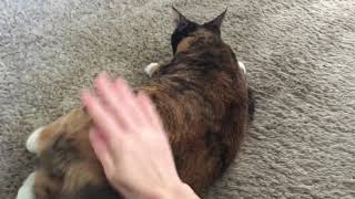 Cat Spankings 12/07/17