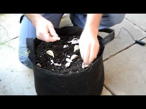 וִידֵאוֹ: How To Harvest Papayas – שיטות קציר פפאיה