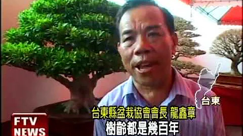 盆栽展 700萬羅漢松成焦點－民視新聞 - 天天要聞