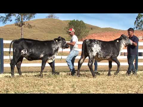 LOTE 25   4488  4494   4 LEILÃO VIRTUAL FAZENDA SÃO MIGUEL   AREIAS SP