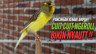 SUARA Kenari GACOR PANJANG Pancingan \u0026 masteran Kenari Paud AGAR gacor AMPUH Kenari MACET bunyii