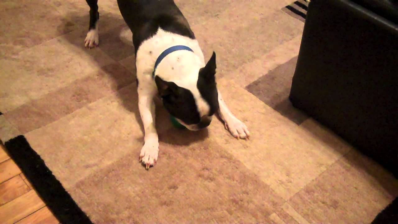 Bob the Dog vs the Racquetball YouTube