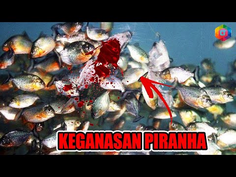 Video: Ikan piranha: penerangan dan foto