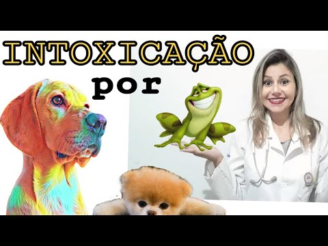 Vídeo: Como salvar um cão envenenado pela rã Bufo Marinus (sapo-cururu)