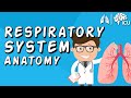 The Respiratory System CRASH COURSE