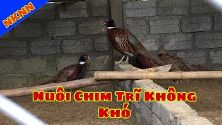 Nuôi chim trĩ  không khó