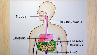 Gambar sistem pencernaan manusia