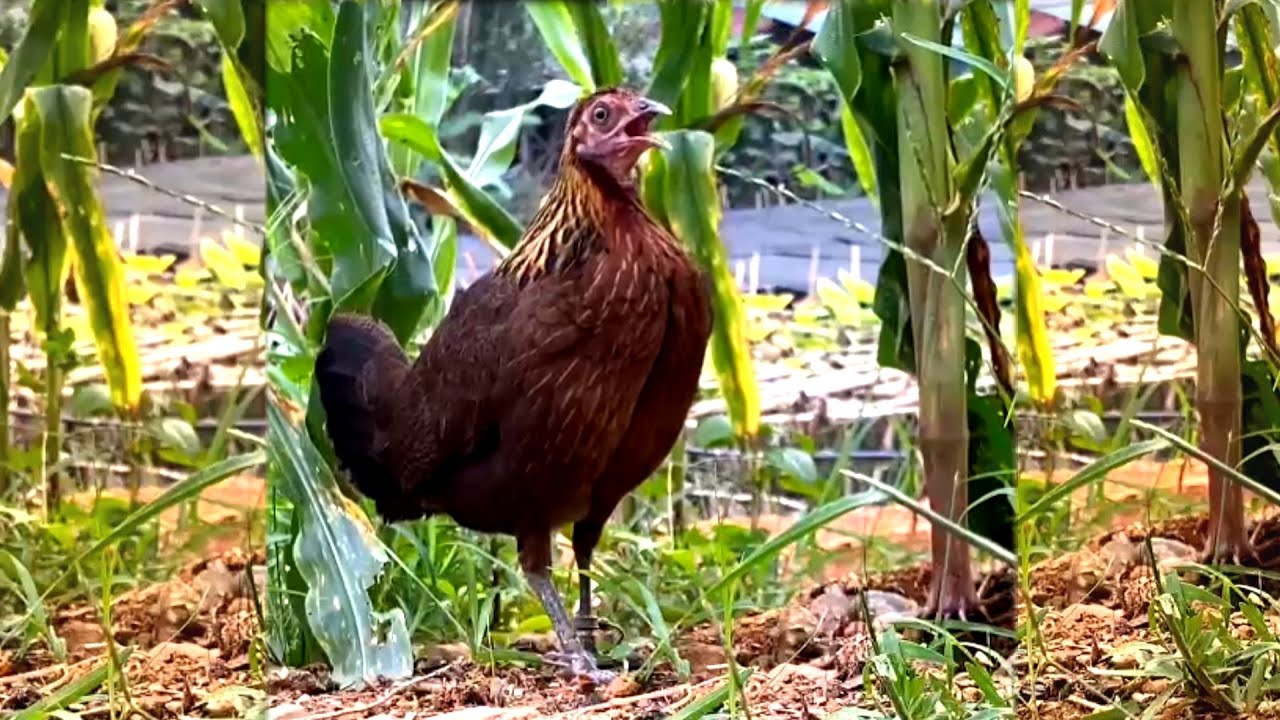 Tiếng Gà Mái Rừng Kêu Mồi Chuẩn Nhất | Hoàng Thắng