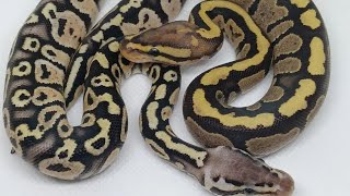 Vudoo ball pythons 🐍