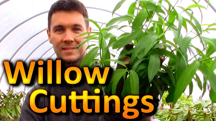 Rooting "HUGE" Willow Cuttings! One of the Easiest "Houseplants" You Can Propagate from Cuttings - DayDayNews