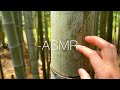 SNS疲れを癒す自然のasmr🇯🇵/public asmr