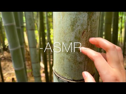 SNS疲れを癒す自然のasmr🇯🇵/public asmr