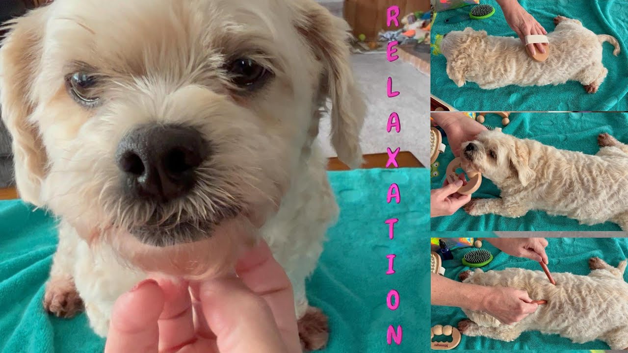 ASMR Animal Whisperer Relaxation Session