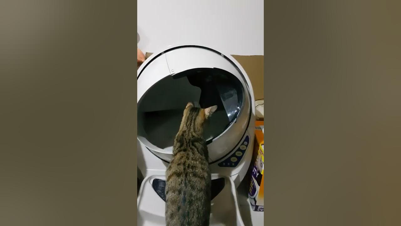 Litter robot 3 yellow light flashing issue YouTube