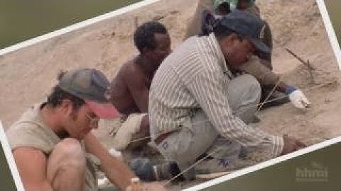 Great Transitions: The Origin of Humans — HHMI BioInteractive Video