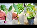 How to cut avocado to grow roots 100 onion root help