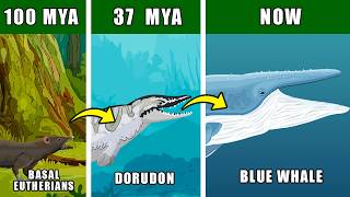Blue Whale Origin Evolution Who Were Blue Whales Ancestors