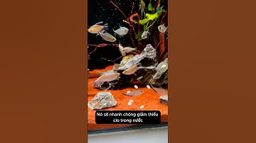 Không lo sử dụng nước máy với viên khử clo giúp làm sạch nước cho bể cá #aquarium #youtubeshorts