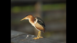 Least Bittern singing, if you can call it that!