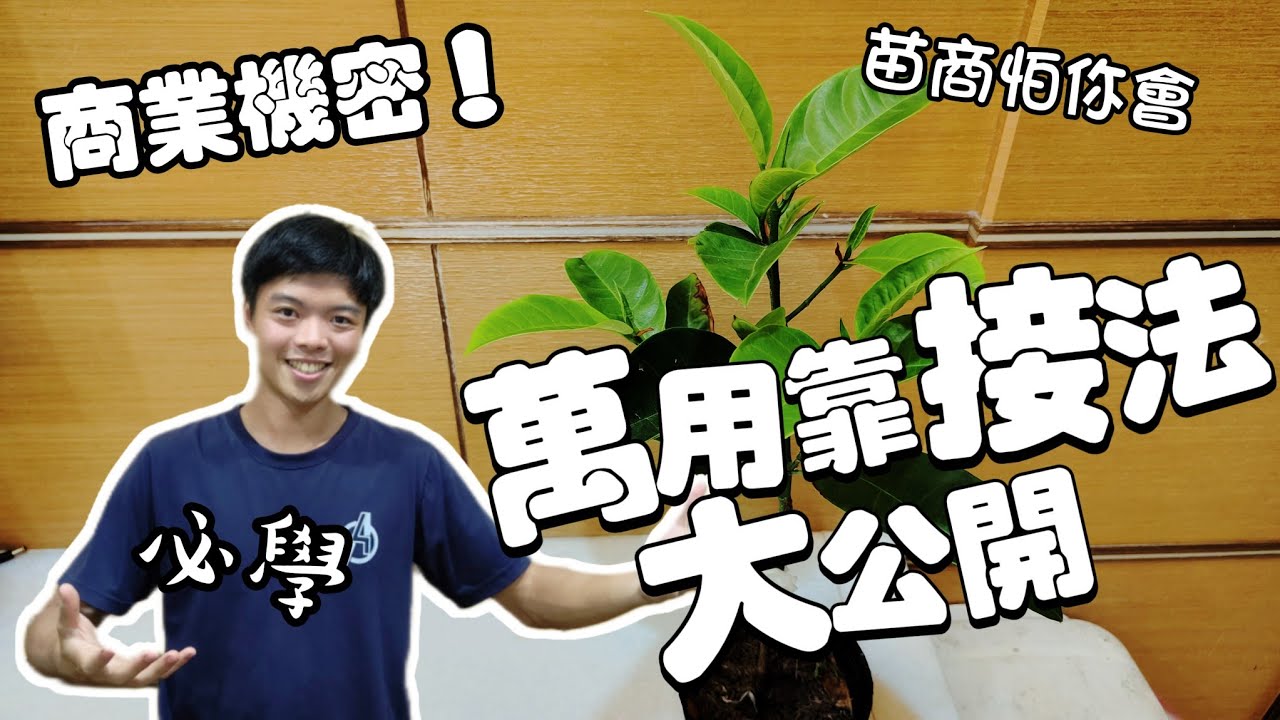 苗商不會告訴你！完整靠接教學 自己繁殖盆栽酪梨芒果都適用 | 果樹靠接法 | 如何靠接繁殖果苗 |  嫁接榴槤蜜 果樹嫁接 | 紅龍兄