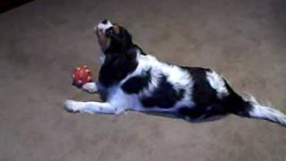 Cavalier King Charles Spaniel Howling At A Toy