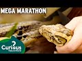 Snakes snakesand more snakes  python hunters marathon  curious natural world
