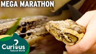 Snakes, Snakes...and More SNAKES | Python Hunters Marathon | Curious?: Natural World screenshot 5
