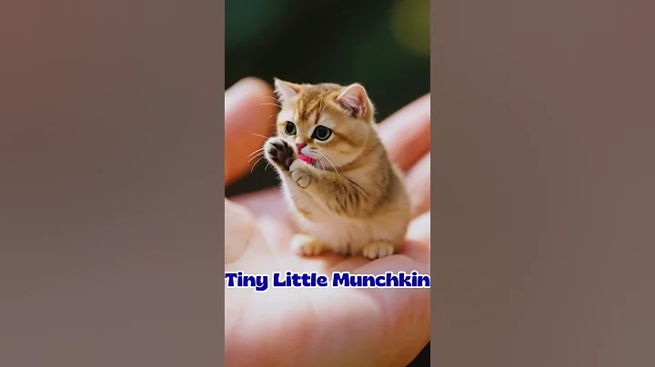 Video 11237921: tiny munchkin cat, meet munchkin cat, cute munchkin cat, small cat, adorable cats