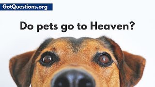 Do pets go to Heaven?  Do animals have souls? | GotQuestions.org