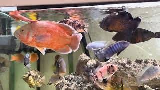 Mbuna Dragon Blood Cichlid Attacked | Tank Wars by Cichlid Love 691 views 1 month ago 6 minutes, 19 seconds