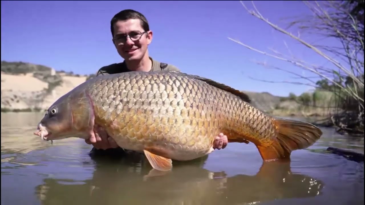 80 départs en 3 jours ?!? Avalanche de touches en grand lac !😎 (Pèche de la carpe / domaine public)
